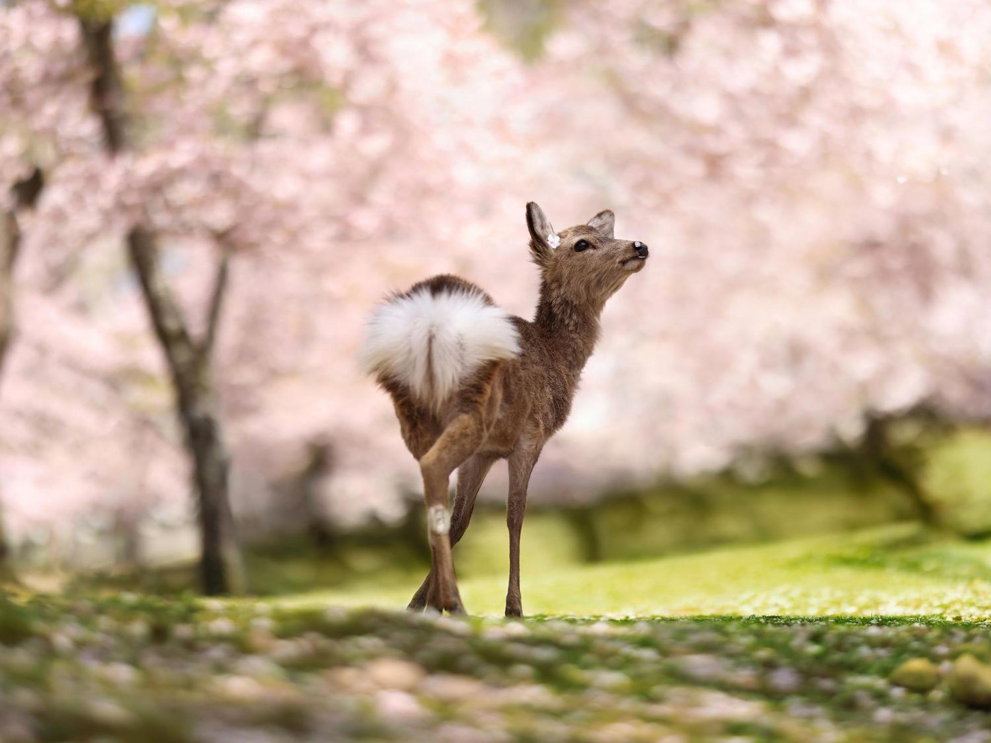 Grand Mercure Nara Kashihara Kashihara  Luaran gambar